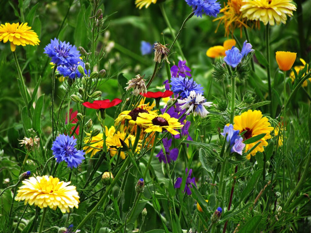 Close up photograph of wildflowers in red and purple and yellow and green and different shapes and textures