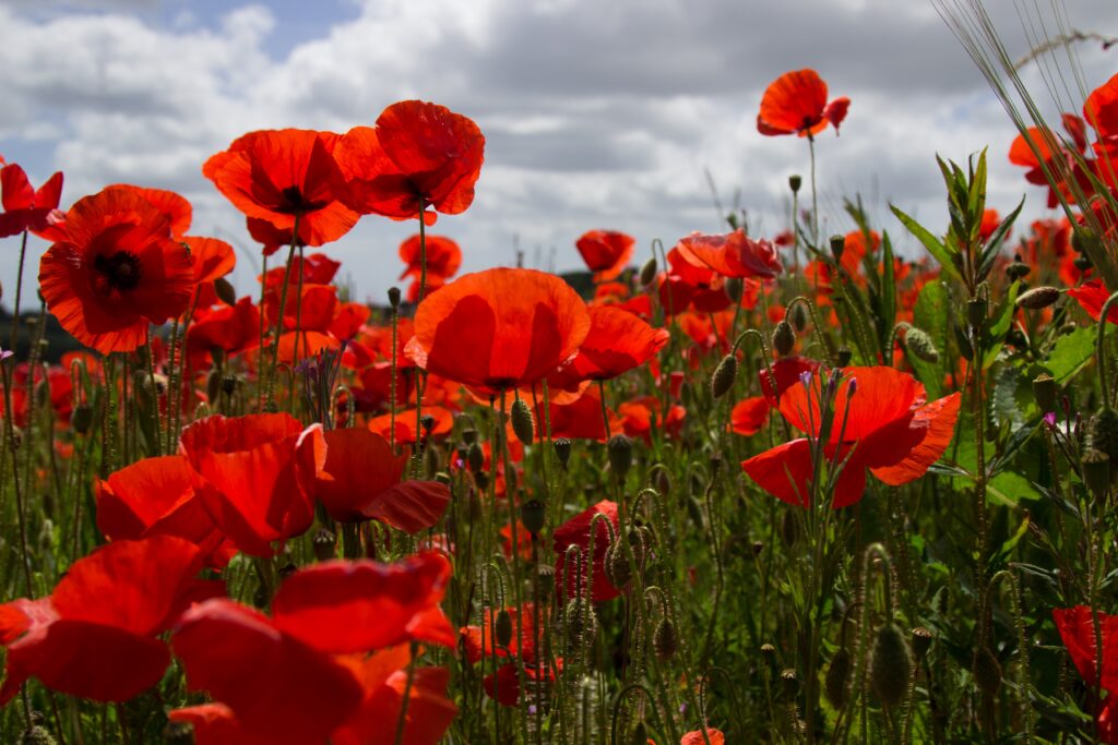 Close-up photograph of a row of red poppies in a field of red poppies