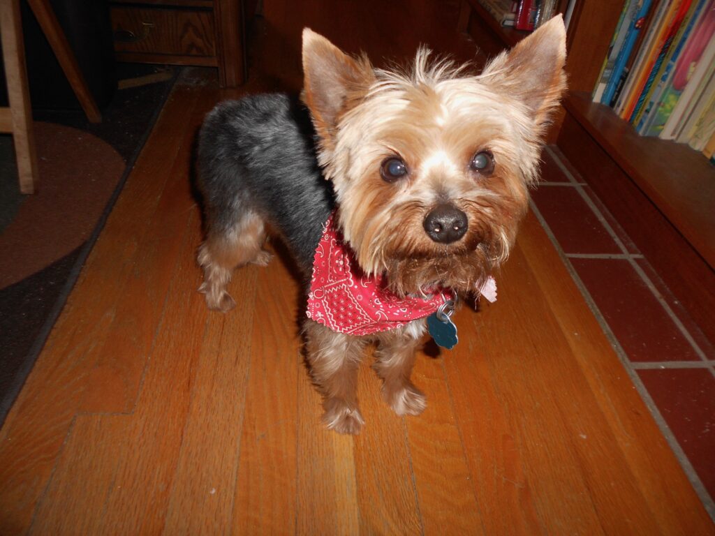 Photo of Gizmo, a Yorkie wearing a red bandana around his neck. He has light tan face hair cut short  and is standing on a wooden floor