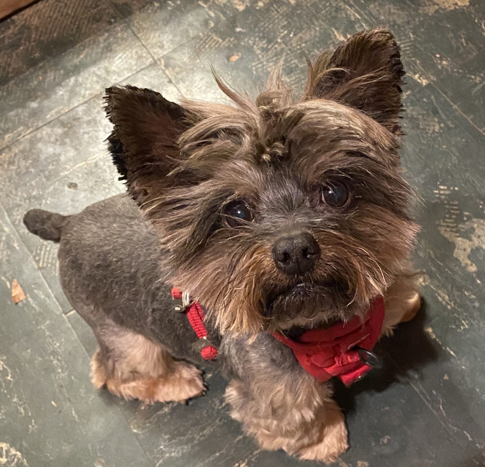 Photograph of a Yorkie wearing a red halter stares up at the camera