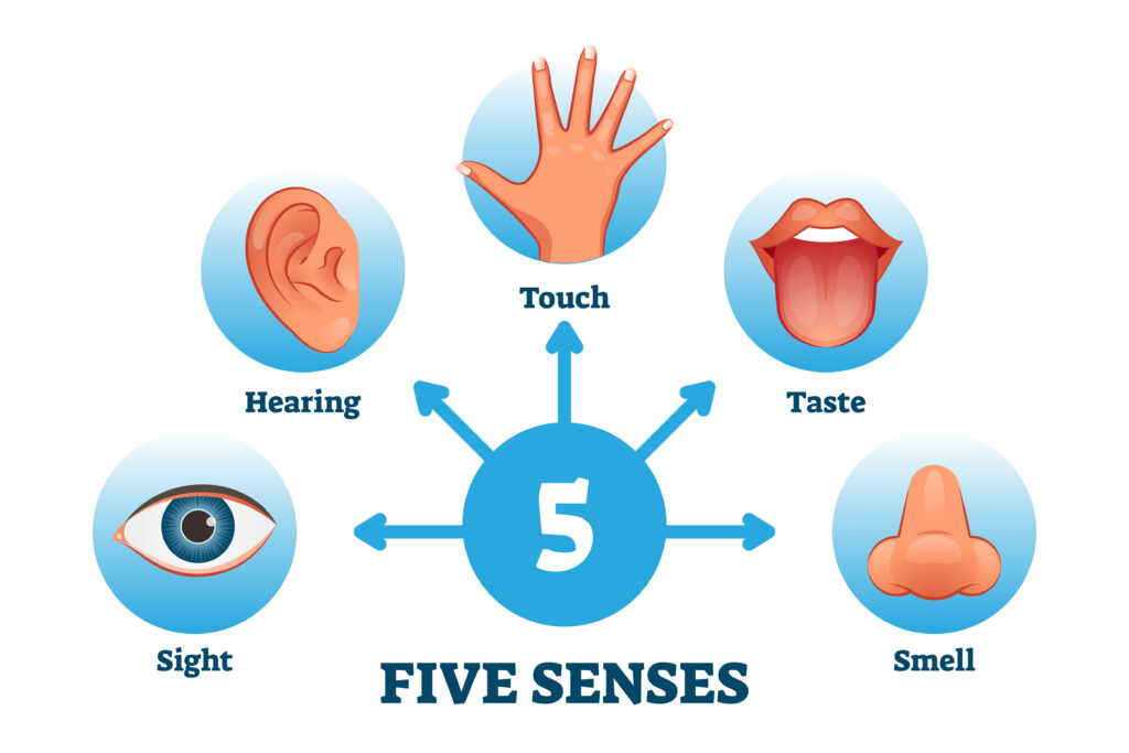 Illustration labeled Five Senses shows a numeral 5 in the center with arrows pointing 5 directions. Each arrow points at an image within a blue circle. Images from left to right are an eye for sight, an ear for hearing, had hand for touch, a tongue for taste and a nose for smell.